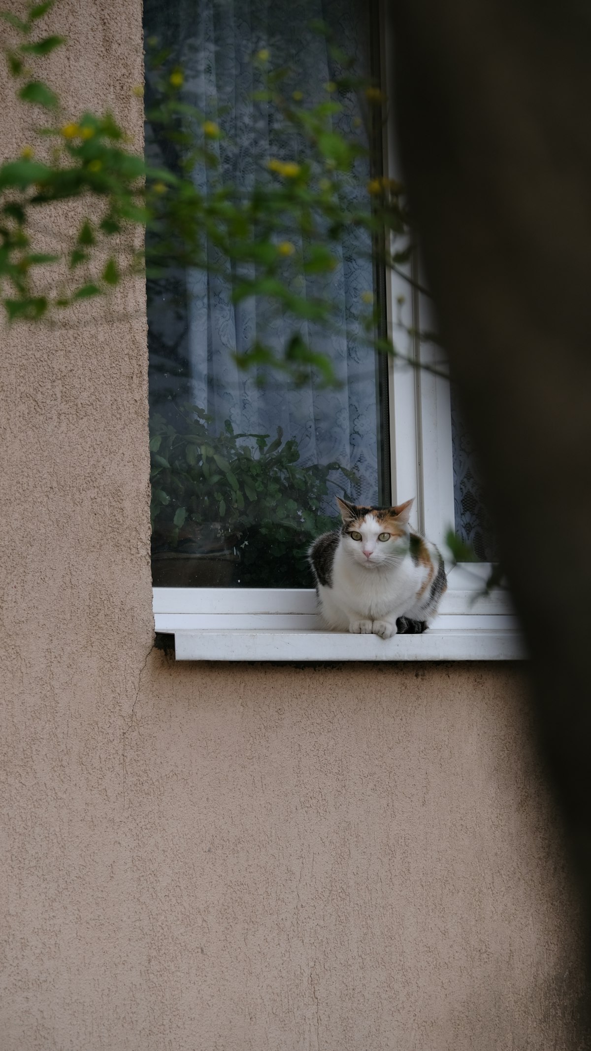 Rede de proteção para gatos: por que a comum não basta